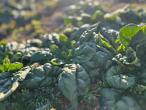 ちぢみほうれん草